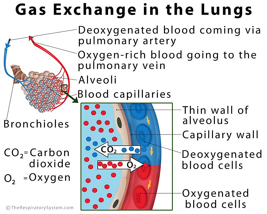 Gas Exchange In The Lungs - Support Centre Center For Elites